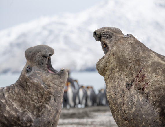 Battle of the Giants