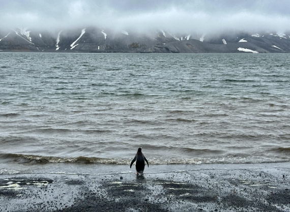 Antarctica is your oyster