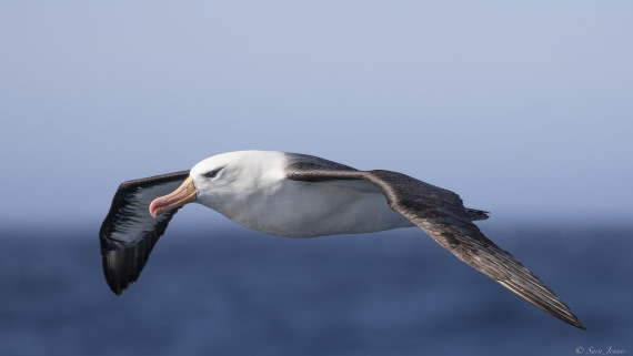OTL23-24, Day 2, Black-browed albatross © Sara Jenner - Oceanwide Expeditions.jpg