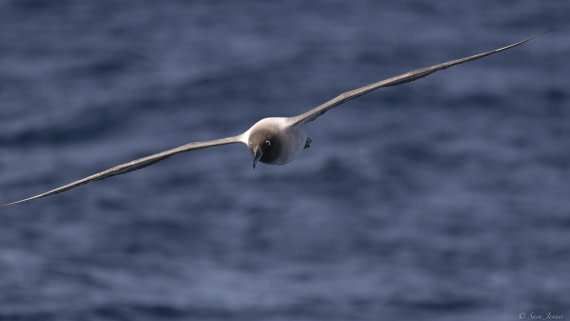 OTL23-24, Day 2, Light mantled 3 © Sara Jenner - Oceanwide Expeditions.jpg