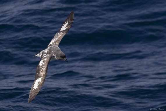 OTL23-24, Day 2, Light mantled 4 © Sara Jenner - Oceanwide Expeditions.jpg