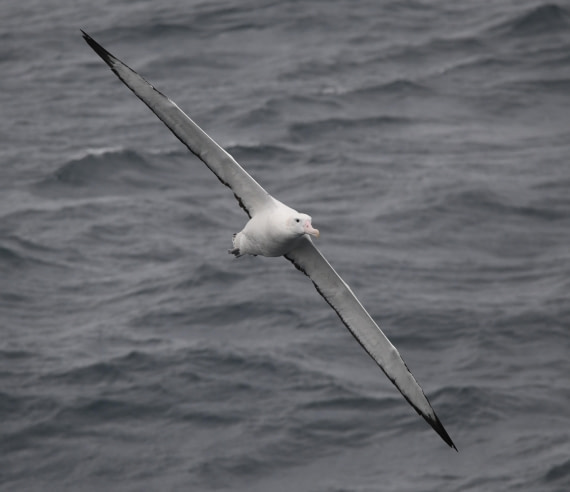 OTL23-24, Day 2, Wanderer © Sara Jenner - Oceanwide Expeditions.JPG