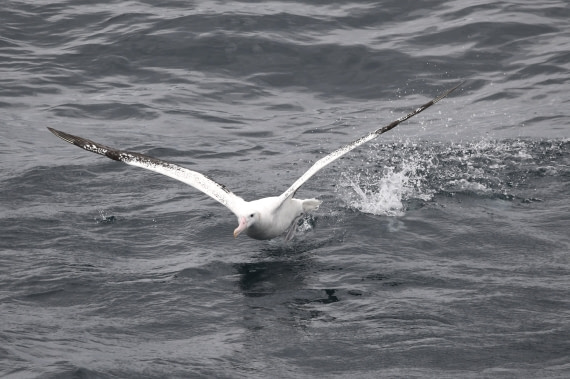 OTL23-24, Day 2, Wanderer take off1 © Sara Jenner - Oceanwide Expeditions.JPG