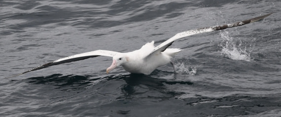 OTL23-24, Day 2, Wanderer take off2 © Sara Jenner - Oceanwide Expeditions.JPG