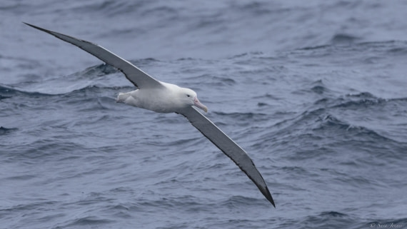 OTL23-24, Day 2, Wandering albatross 1 © Sara Jenner - Oceanwide Expeditions.jpg
