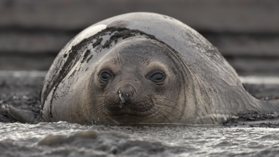 OTL23-24, Day 3, Elephant seal © Sara Jenner - Oceanwide Expeditions.jpg
