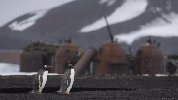 OTL23-24, Day 3, Gentoos © Sara Jenner - Oceanwide Expeditions.jpg