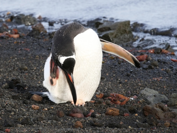 OTL23-24, Day 3, P1079879 © Unknown photographer - Oceanwide Expeditions.jpg