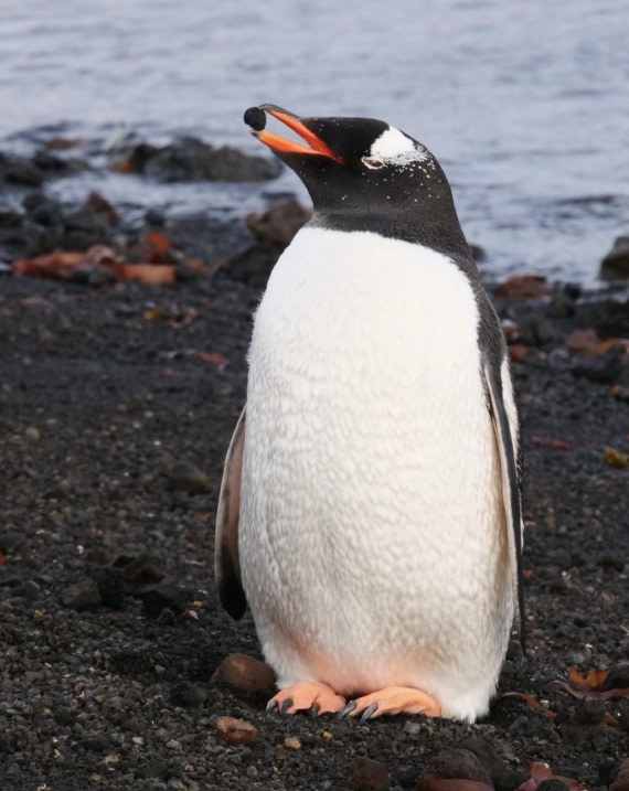 OTL23-24, Day 3, P1079880 © Unknown photographer - Oceanwide Expeditions.jpg