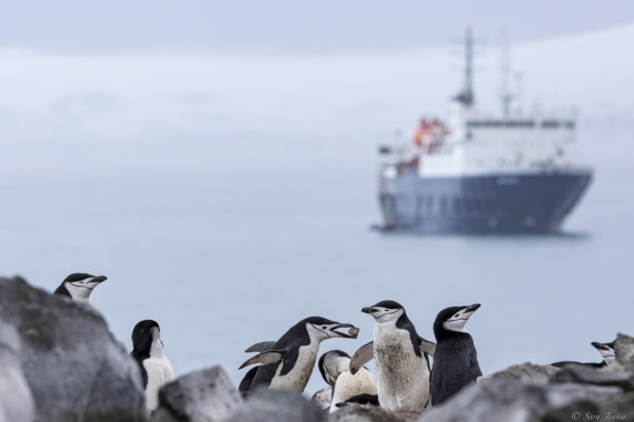 OTL23-24, Day 4, Chinstrap 3 © Sara Jenner - Oceanwide Expeditions.jpg