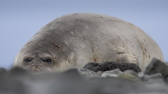 OTL23-24, Day 4, Elephant seal 1 © Sara Jenner - Oceanwide Expeditions.jpg