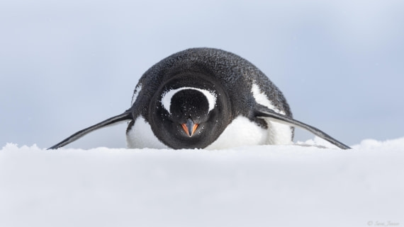 OTL23-24, Day 4, Gentoo © Sara Jenner - Oceanwide Expeditions.jpg