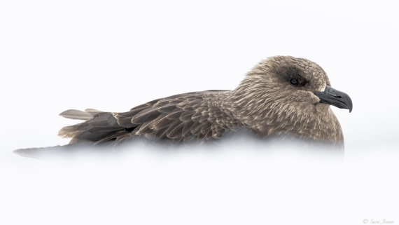 OTL23-24, Day 4, Skua © Sara Jenner - Oceanwide Expeditions.jpg