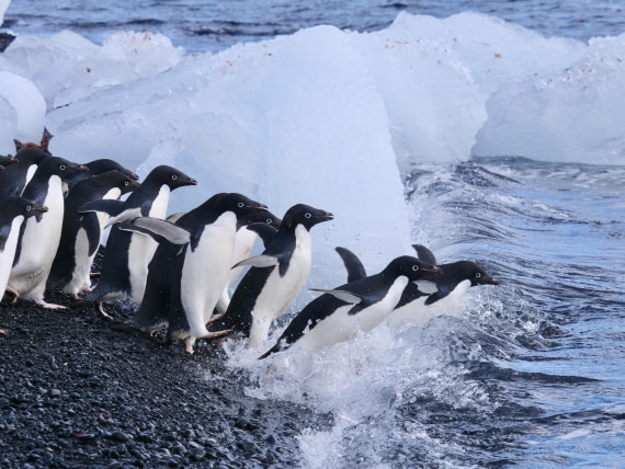 OTL23-24, Day 5, Adelies going swimming © Unknown photographer - Oceanwide Expeditions.jpg