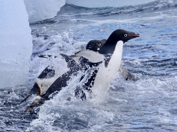 OTL23-24, Day 5, Adelies going swimming2 © Unknown photographer - Oceanwide Expeditions.jpg
