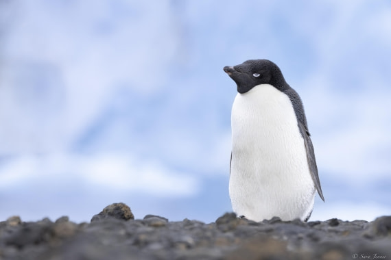 OTL23-24, Day 5, Brown Bluff 2 © Sara Jenner - Oceanwide Expeditions.jpg