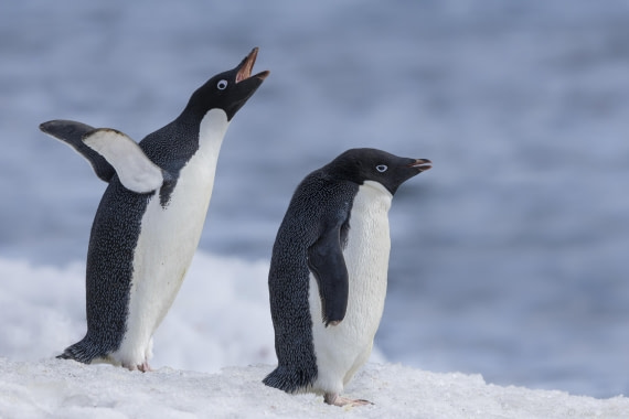 OTL23-24, Day 5, Brown Bluff 4 © Sara Jenner - Oceanwide Expeditions.jpg