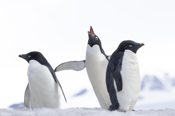 OTL23-24, Day 5, Brown Bluff 6 © Sara Jenner - Oceanwide Expeditions.jpg