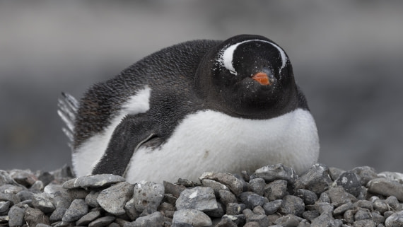 OTL23-24, Day 5, Brown Bluff 7 © Sara Jenner - Oceanwide Expeditions.jpg