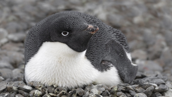 OTL23-24, Day 5, Brown Bluff 8 © Sara Jenner - Oceanwide Expeditions.jpg