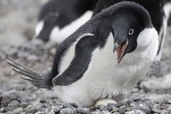 OTL23-24, Day 5, Brown Bluff 11 © Sara Jenner - Oceanwide Expeditions.jpg