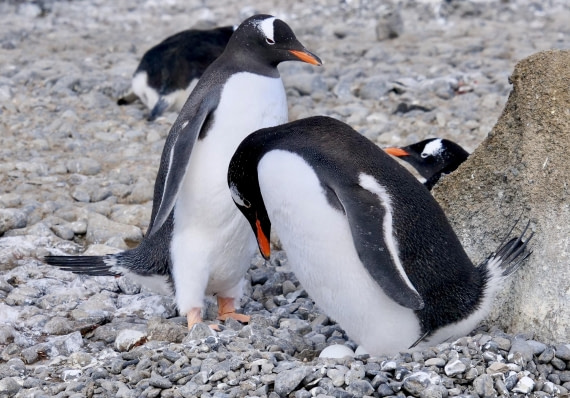OTL23-24, Day 5, Gentoo egg © Unknown photographer - Oceanwide Expeditions.jpg