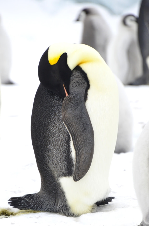 OTL23-24, Day 6, Gary-Sleeping Emperor © Gary Miller - Oceanwide Expeditions.JPG