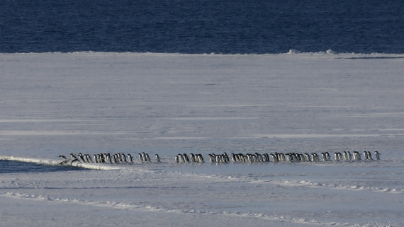 OTL23-24, Day 6, Ice edge © Unknown photographer - Oceanwide Expeditions.jpg