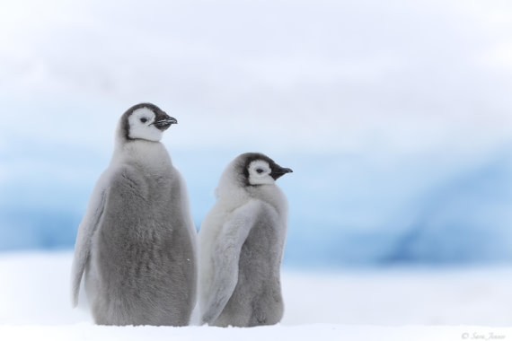 OTL23-24, Day 6, Snow Hill 3 © Sara Jenner - Oceanwide Expeditions.jpg