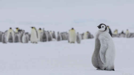 OTL23-24, Day 6, Snow Hill 4 © Sara Jenner - Oceanwide Expeditions.jpg