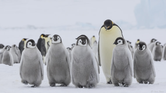 OTL23-24, Day 6, Snow Hill 10 © Sara Jenner - Oceanwide Expeditions.jpg