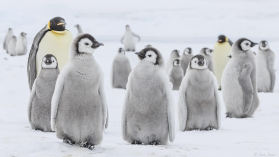 OTL23-24, Day 6, Snow Hill 12 © Sara Jenner - Oceanwide Expeditions.jpg