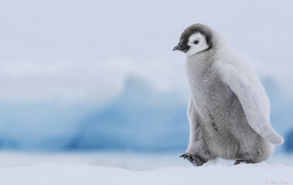 OTL23-24, Day 6, Snow Hill 16 © Sara Jenner - Oceanwide Expeditions.jpg