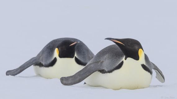 OTL23-24, Day 6, Snow Hill 22 © Sara Jenner - Oceanwide Expeditions.jpg