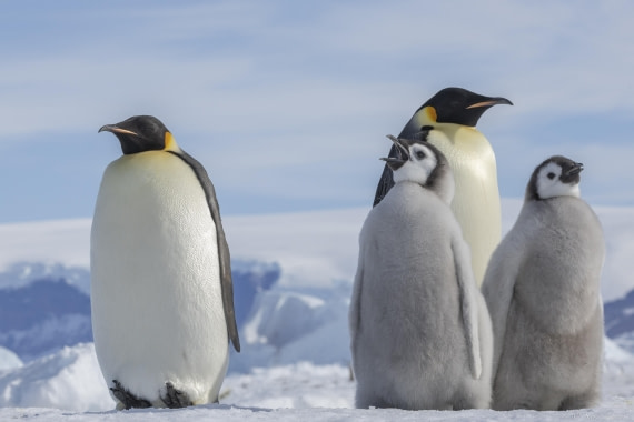 OTL23-24, Day 7, Snow Hill  1 © Sara Jenner - Oceanwide Expeditions.jpg