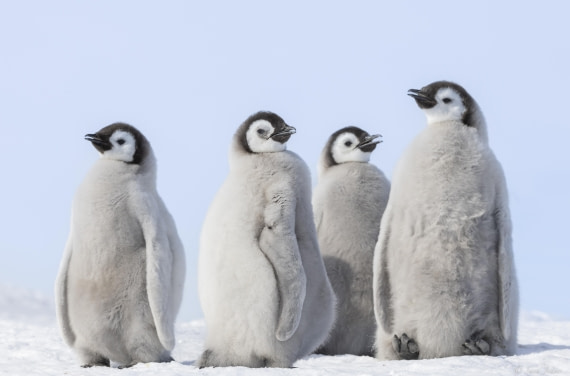 OTL23-24, Day 7, Snow Hill 2 © Sara Jenner - Oceanwide Expeditions.jpg