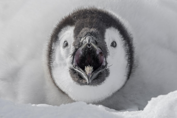 OTL23-24, Day 7, Snow Hill 5 (2) © Sara Jenner - Oceanwide Expeditions.jpg