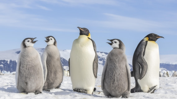 OTL23-24, Day 7, Snow Hill 7 © Sara Jenner - Oceanwide Expeditions.jpg