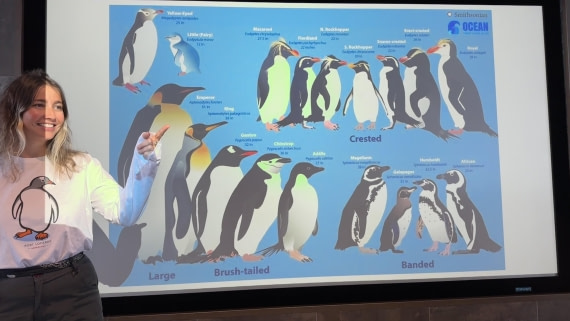 HDS23-24, Day 3, LUcia - penguins © Unknown photographer - Oceanwide Expeditions.JPG