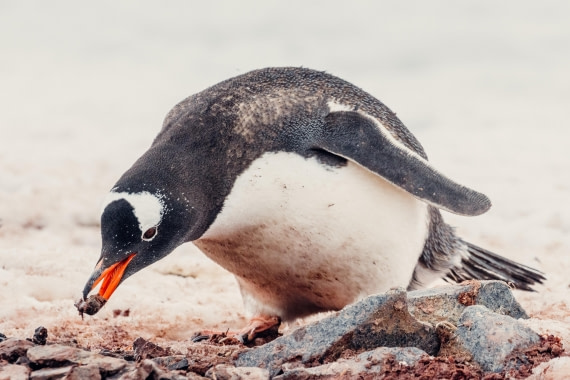 HDS23-24, Day 7, 2B5A4575 © Juan Berenstein - Oceanwide Expeditions.jpg