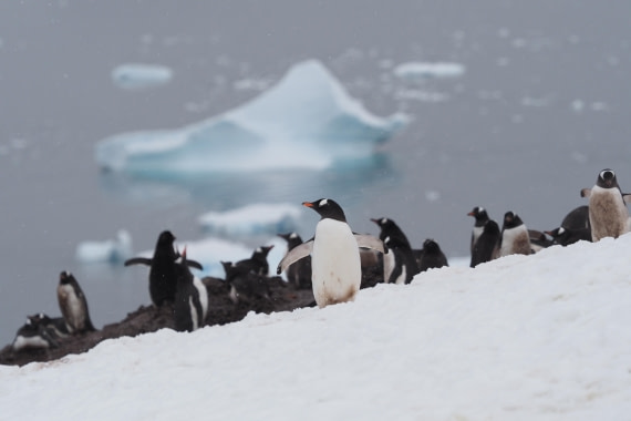 HDS23-24, Day 8, danco-gentoos © Meike Sjoer - Oceanwide Expeditions.JPG