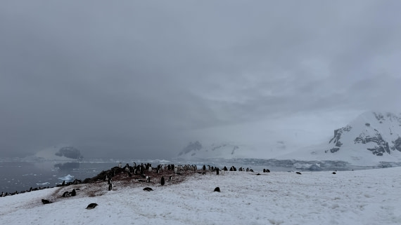 HDS23-24, Day 8, dancoisland © Meike Sjoer - Oceanwide Expeditions.JPG