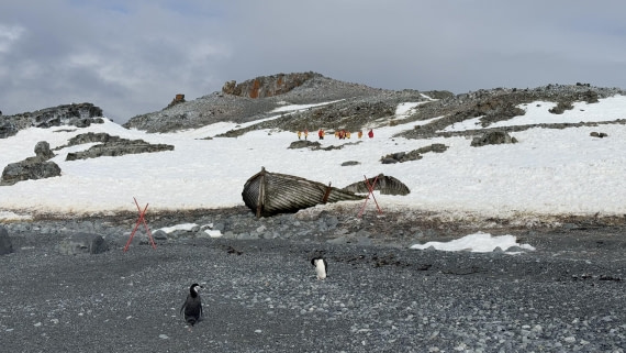 HDS23-24, Day 10, 12-2_Half_Moon_IMG_6402 © Unknown photographer - Oceanwide Expeditions.jpg