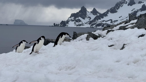 HDS23-24, Day 10, 12-2_Half_Moon_IMG_6471 © Unknown photographer - Oceanwide Expeditions.jpg