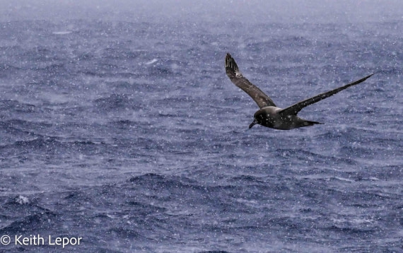 HDS23-24, Day 11, KL1_6479-3 © Keith Lepor - Oceanwide Expeditions.jpg