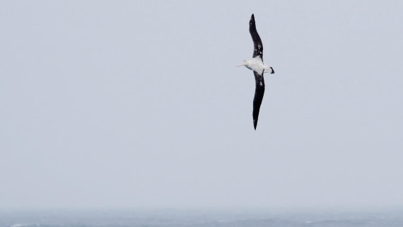HDS23-24, Day 11, TRISTAN Albatross © Meike Sjoer - Oceanwide Expeditions.JPG