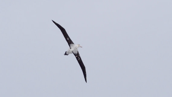 HDS23-24, Day 11, TristanAlbatross2 © Meike Sjoer - Oceanwide Expeditions.JPG