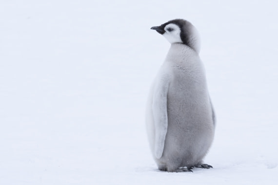 Welcome to Snow Hill