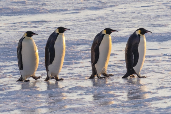 The Emperor's Abbey Road Album