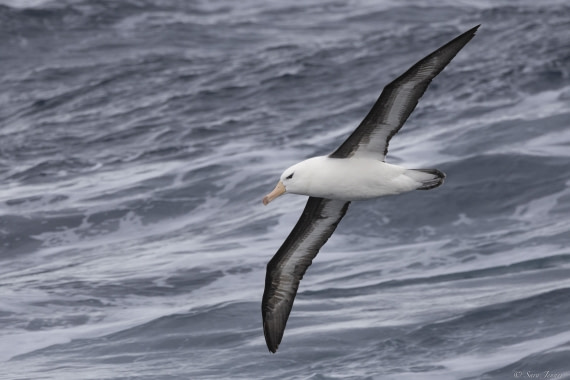 OTL24-24, Day 1, Black browed albatross © Sara Jenner - Oceanwide Expeditions.jpg